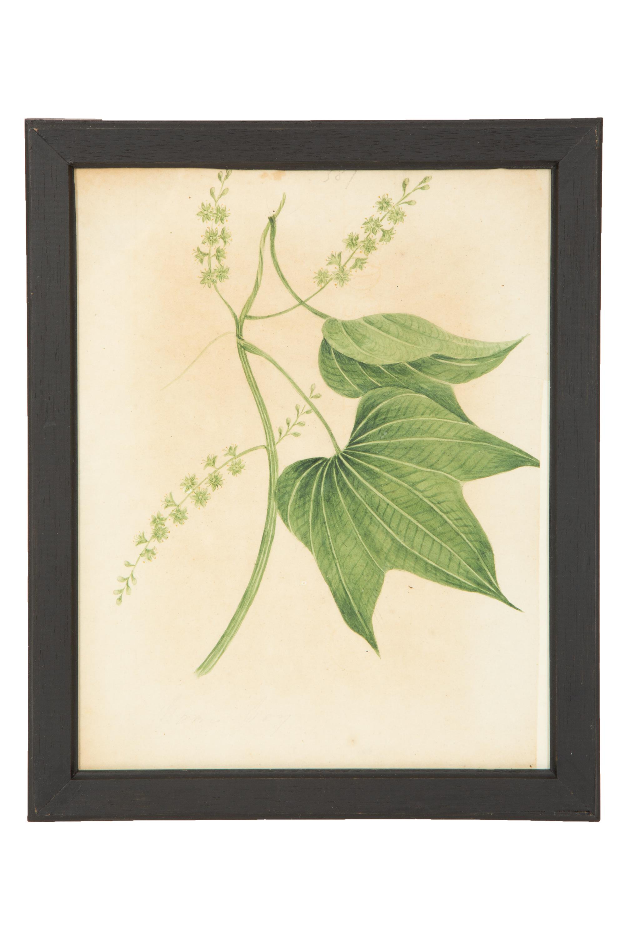 A Set of Eighteen Framed English Botanical Watercolor Illustrations