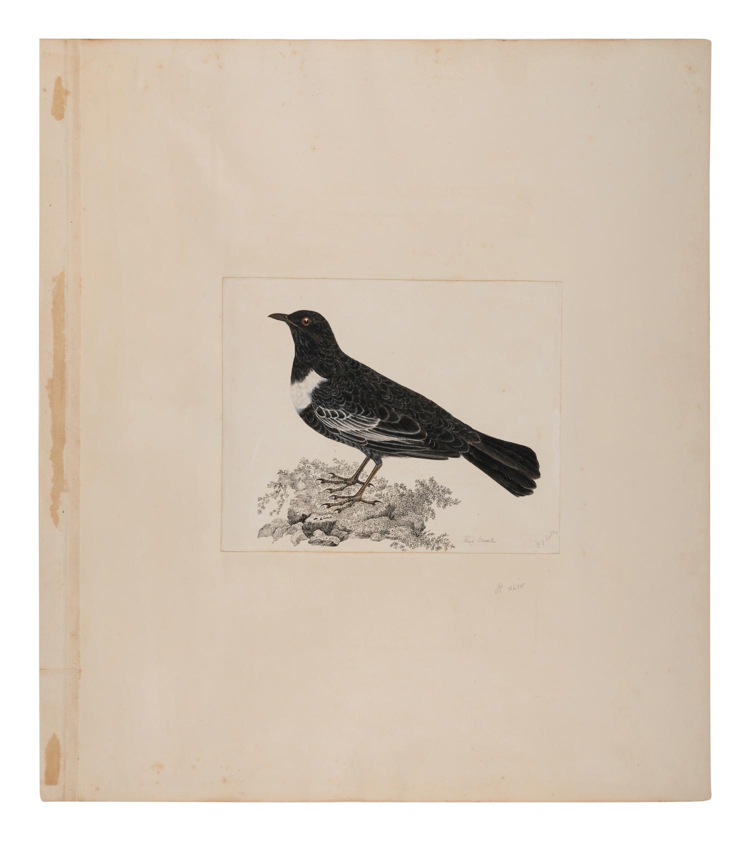 SELBY, Prideaux John (British, 1788-1867) Ring Ouzel (Plate 44) Twizell House, ca 1818-1823