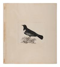 SELBY, Prideaux John (British, 1788-1867) Ring Ouzel (Plate 44) Twizell House, ca 1818-1823