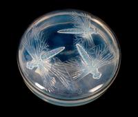 A Lalique Molded and Frosted Glass Libellules Lidded Box Height 2 x diameter 6 3/4 inches. — LATE 19TH CENTURY