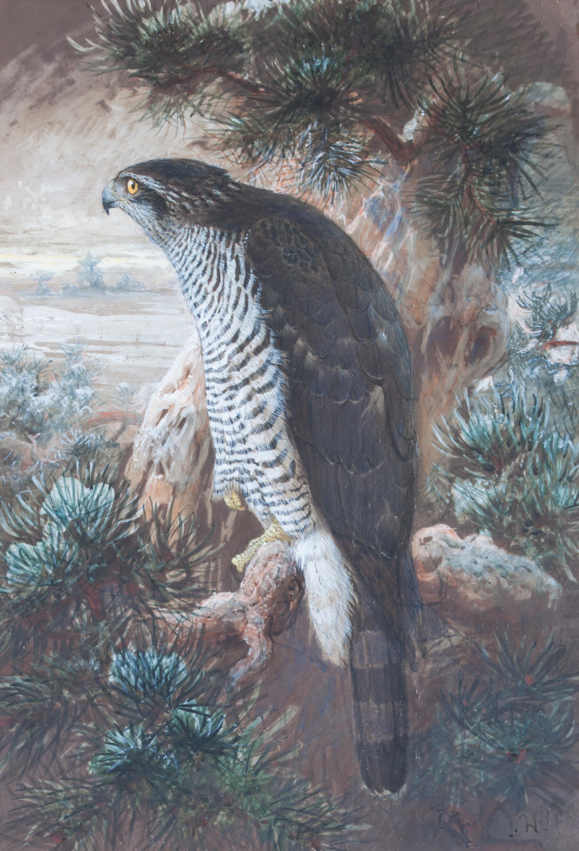Joseph Wolf, (German, 1820-1899), European Goshawk, 1861