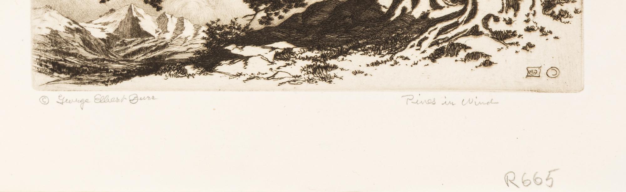 Pines in Wind