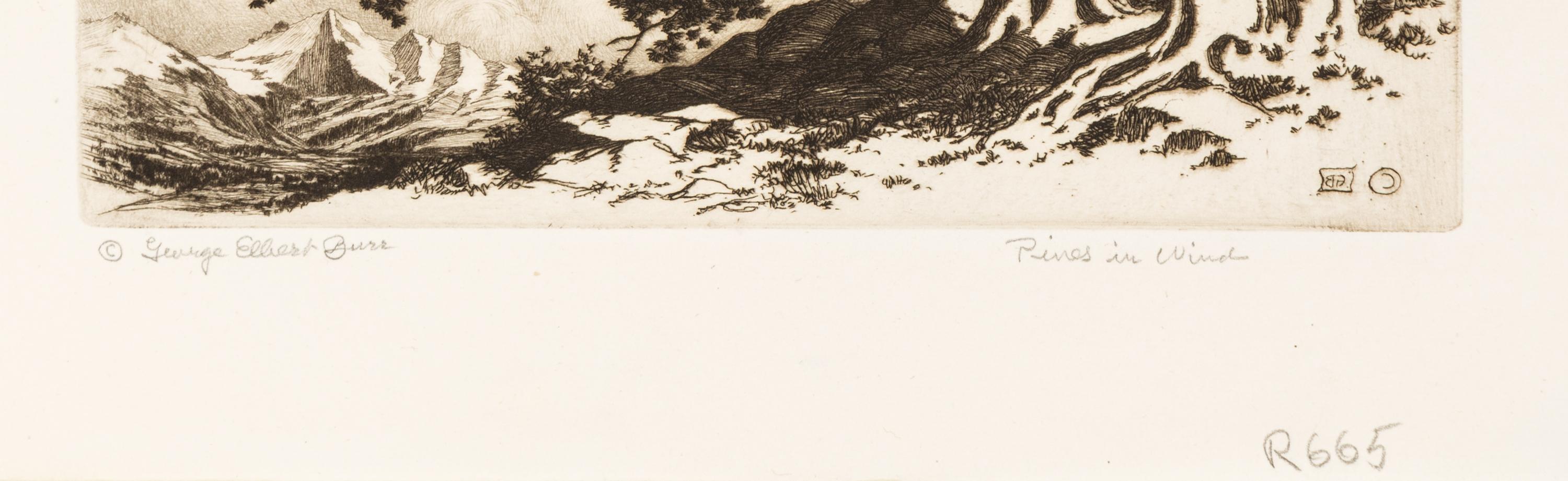 Pines in Wind