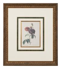 A Set of Six Chromolithographs of Roses after Pierre Joseph Redouté