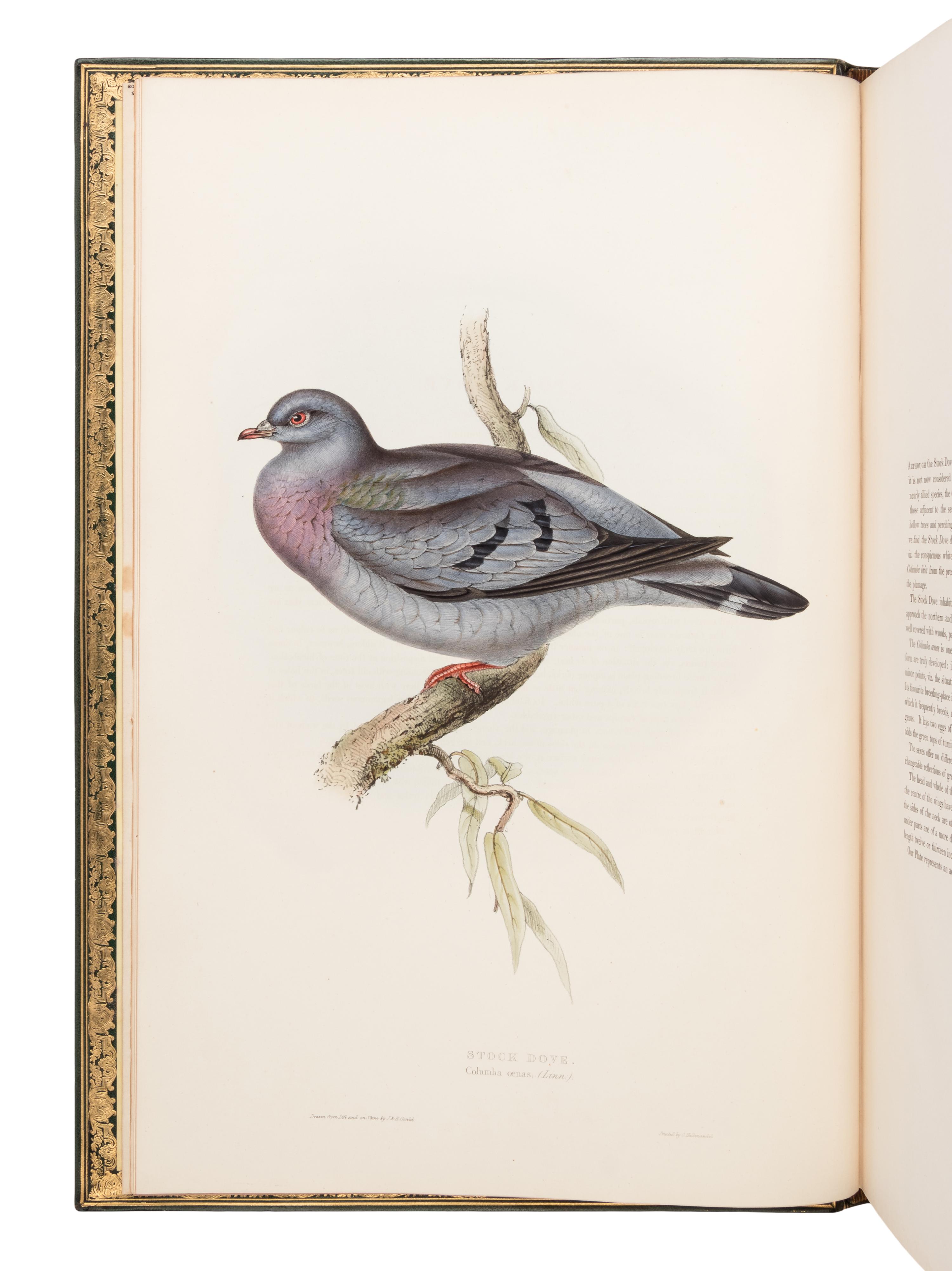 [NATURAL HISTORY]. GOULD, John (1804-1881). The Birds of Europe . London: Richard and John E. Taylor, [1832-] 1837.