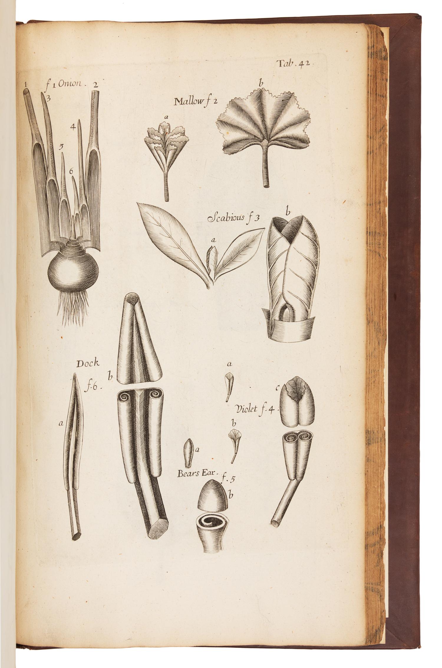 [NATURAL HISTORY]. GREW, Nehemiah (1641-1712). The Anatomy of Plants. With an Idea of a Philosophical History of Plants. London, 1682.