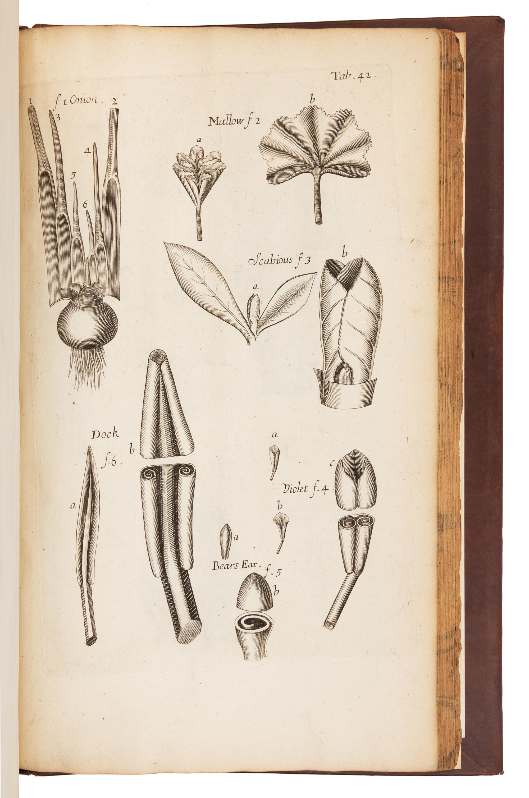 [NATURAL HISTORY]. GREW, Nehemiah (1641-1712). The Anatomy of Plants. With an Idea of a Philosophical History of Plants. London, 1682.