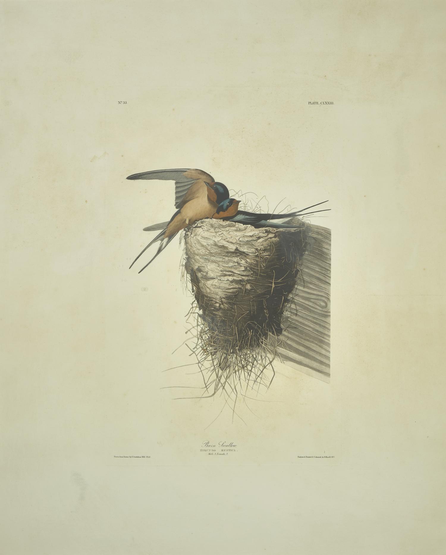 [Prints] J(ohn). J(ames). Audubon. Barn Swallow