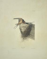 [Prints] J(ohn). J(ames). Audubon. Barn Swallow