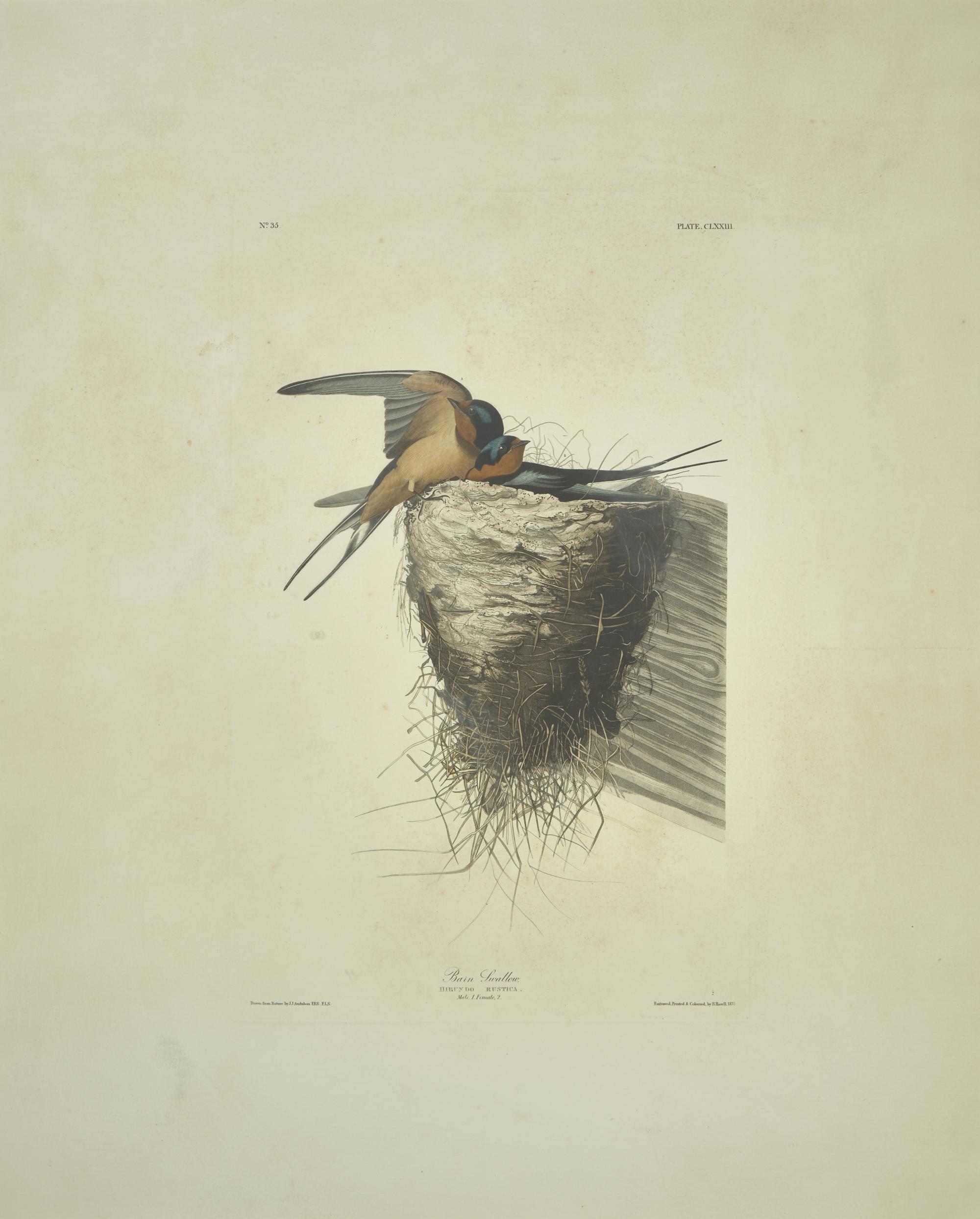 [Prints] J(ohn). J(ames). Audubon. Barn Swallow
