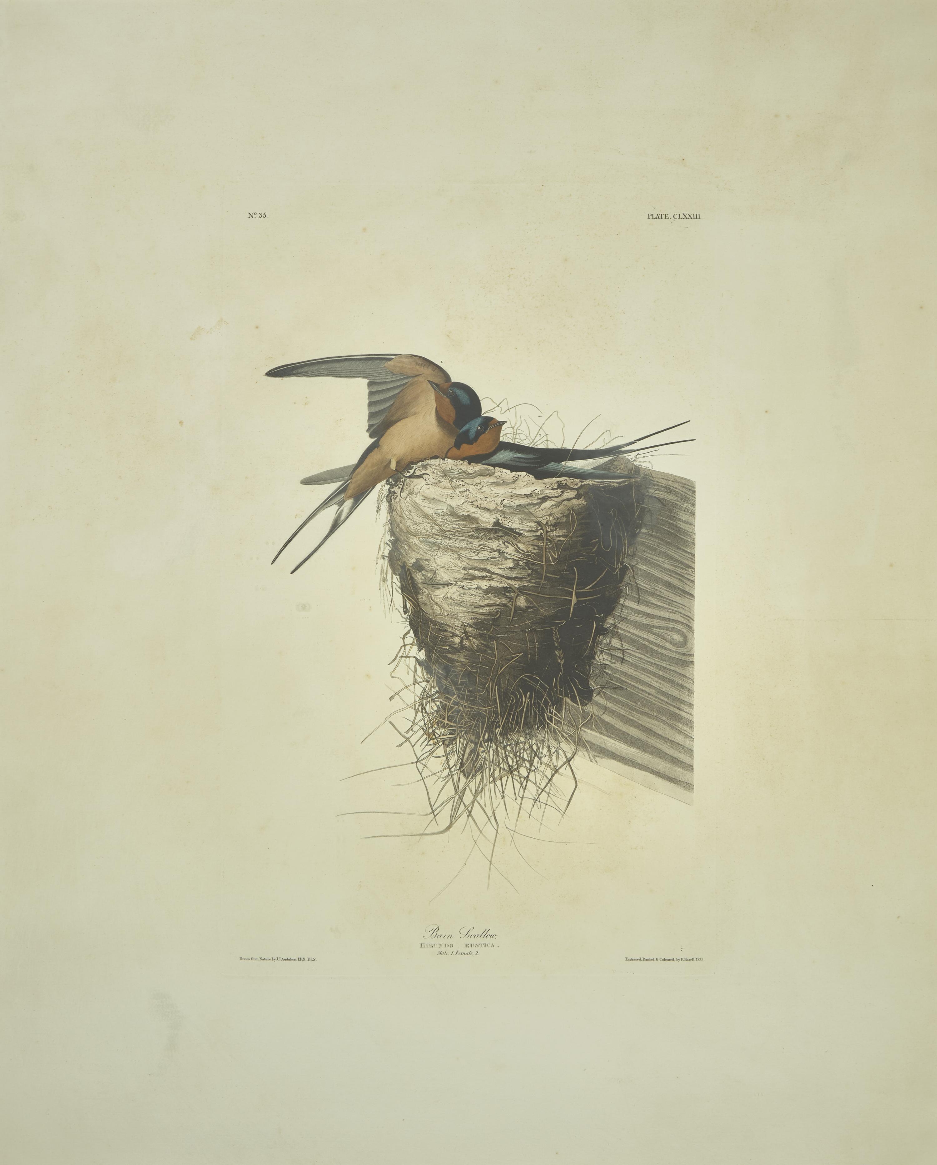 [Prints] J(ohn). J(ames). Audubon. Barn Swallow