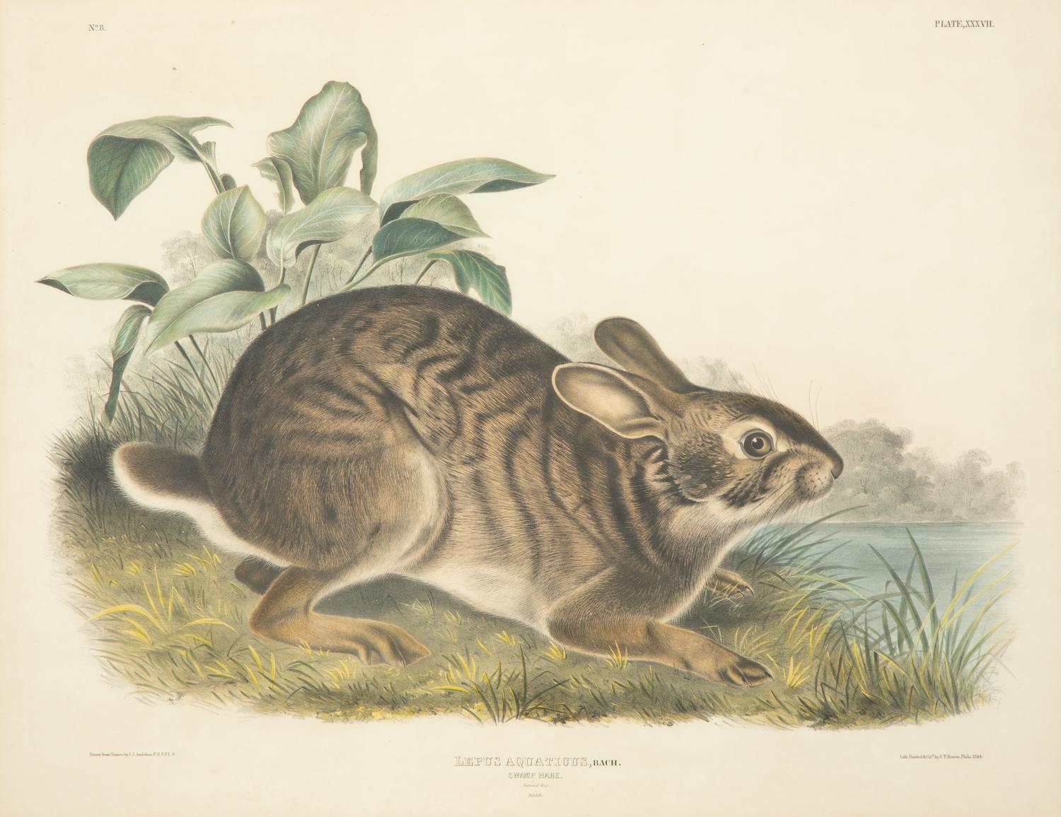 Lepus Americanus , Lepus Aquaticus , Lepus Nigricaudatus , and Lepus Palustris (Four Works)