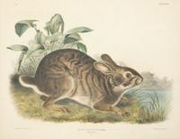 Lepus Americanus , Lepus Aquaticus , Lepus Nigricaudatus , and Lepus Palustris (Four Works)