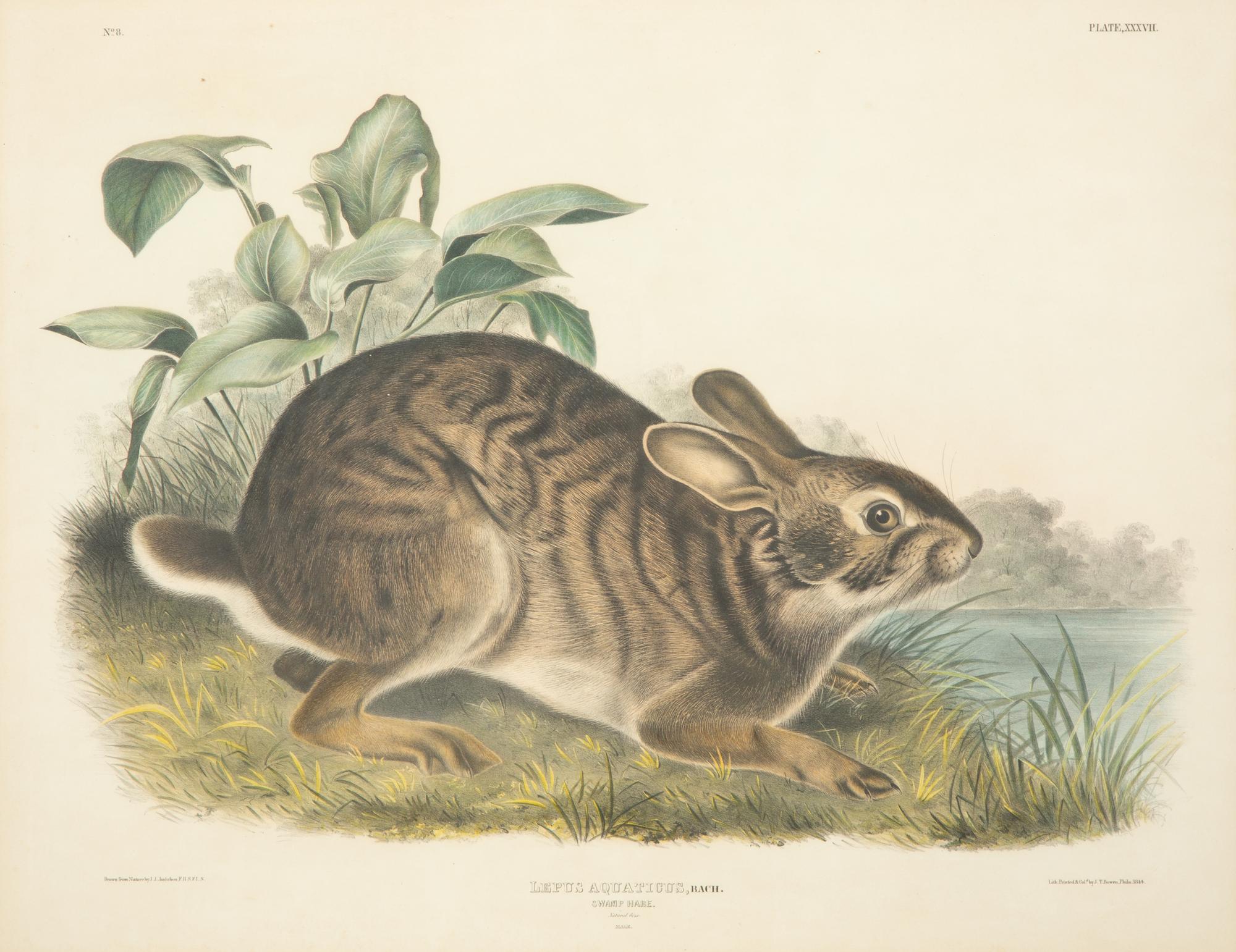 Lepus Americanus , Lepus Aquaticus , Lepus Nigricaudatus , and Lepus Palustris (Four Works)