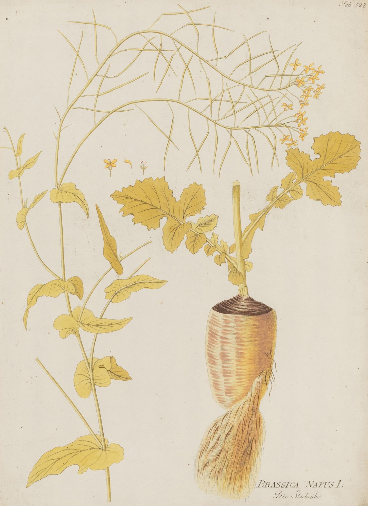 A Set of Four Botanical Prints in Gilt Frames