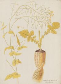 A Set of Four Botanical Prints in Gilt Frames