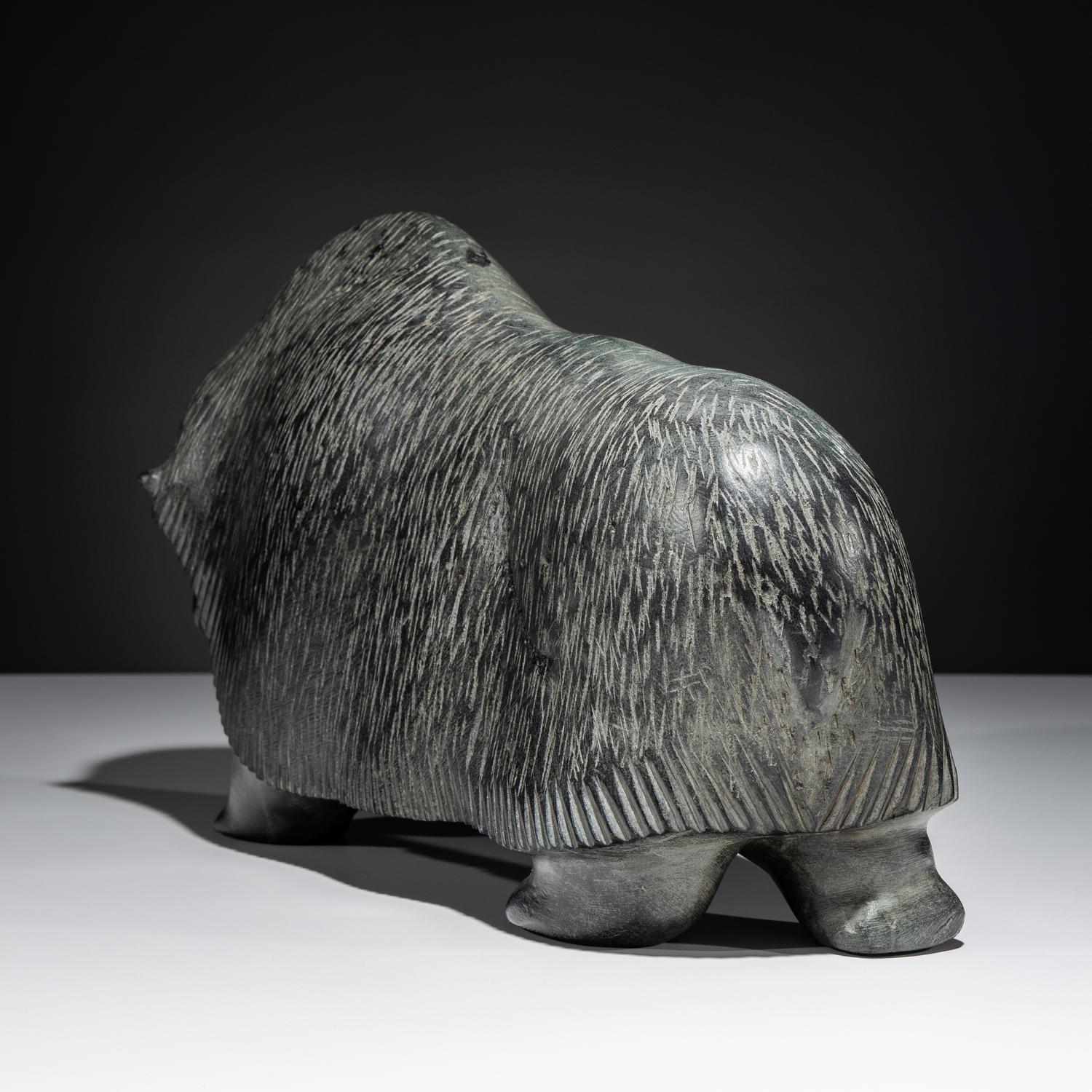Muskox , Exhibited and Published