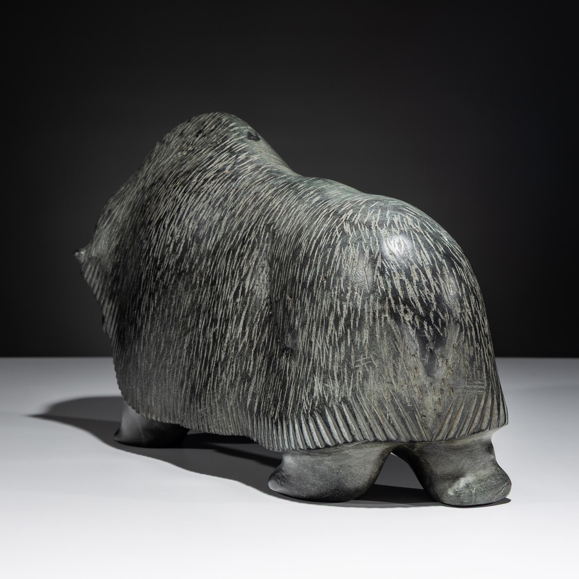 Muskox , Exhibited and Published