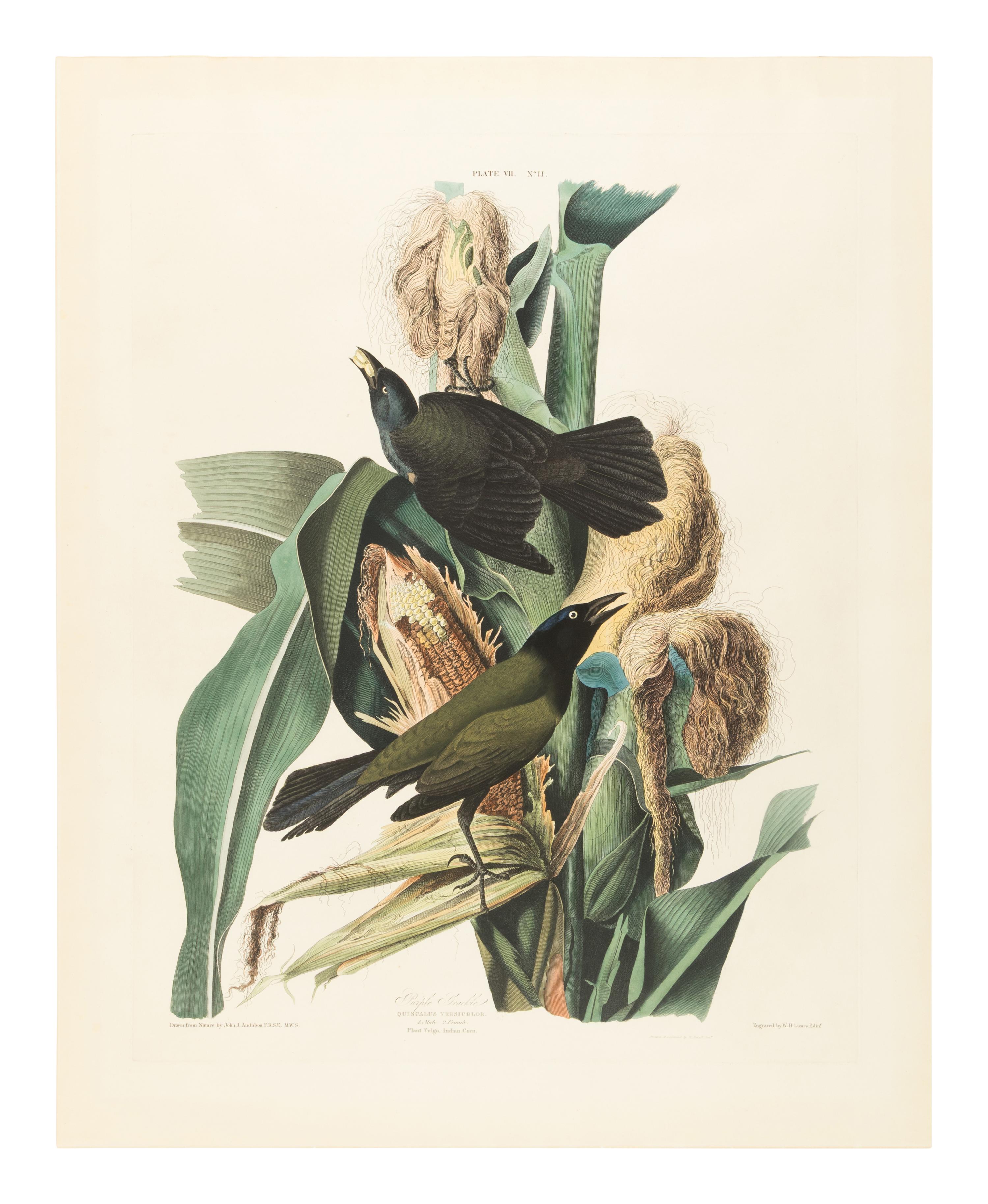 [AMERICANA]. AUDUBON, John James (1785-1851). Purple Grackle (Plate VII) Quiscalus Versicolor