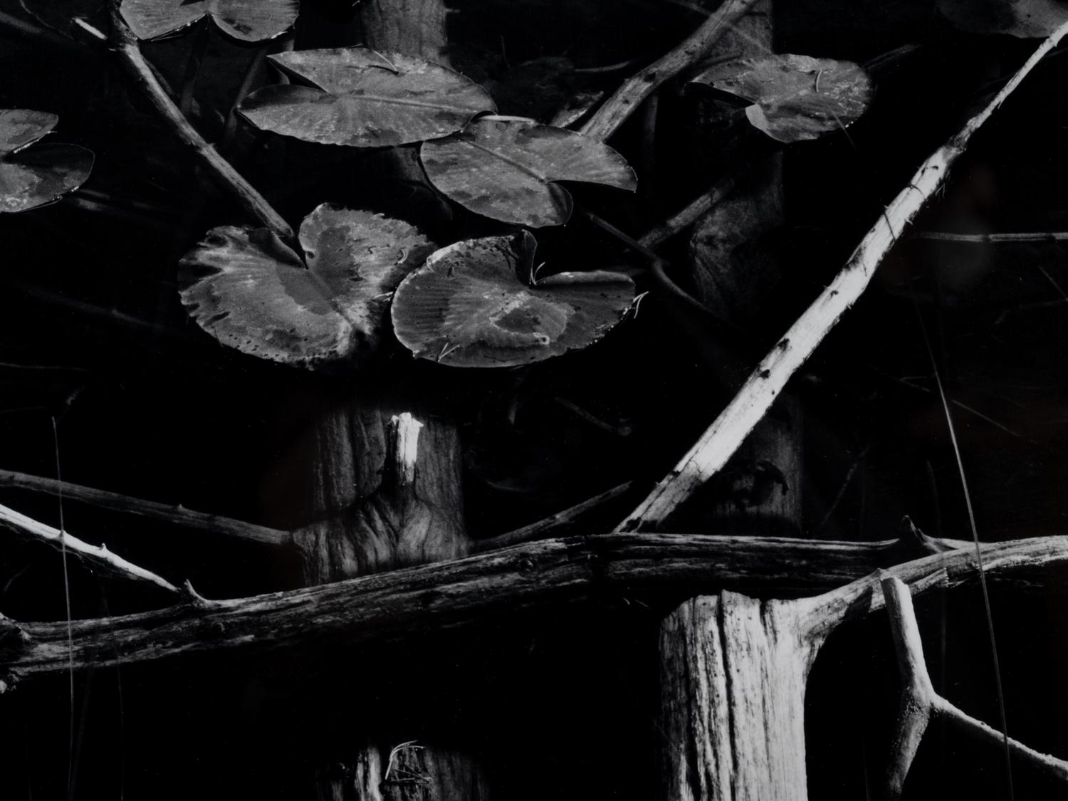 Fallen Lodgepole Pine