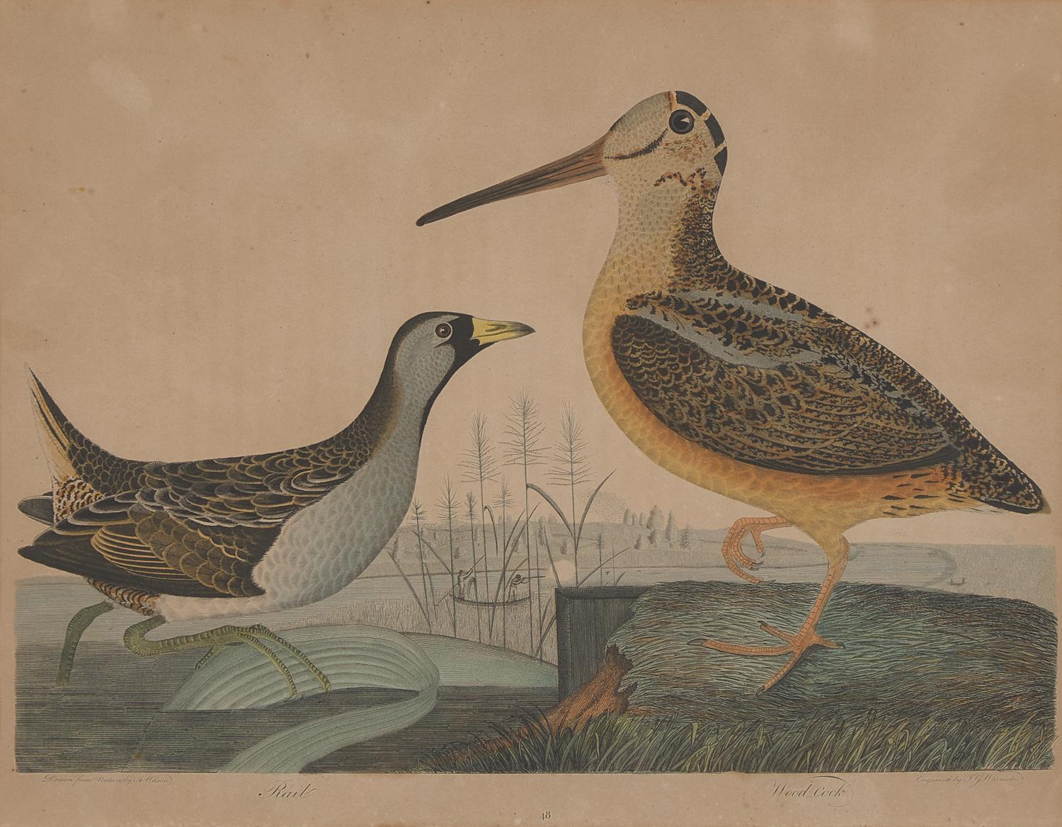 Alexander Lawson (1773-1846) and John G. Warnicke (died 1818), After Alexander Wilson (1766-1813), A Set of Sixteen Hand-Colored Engravings of Various Birds