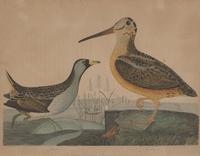 Alexander Lawson (1773-1846) and John G. Warnicke (died 1818), After Alexander Wilson (1766-1813), A Set of Sixteen Hand-Colored Engravings of Various Birds