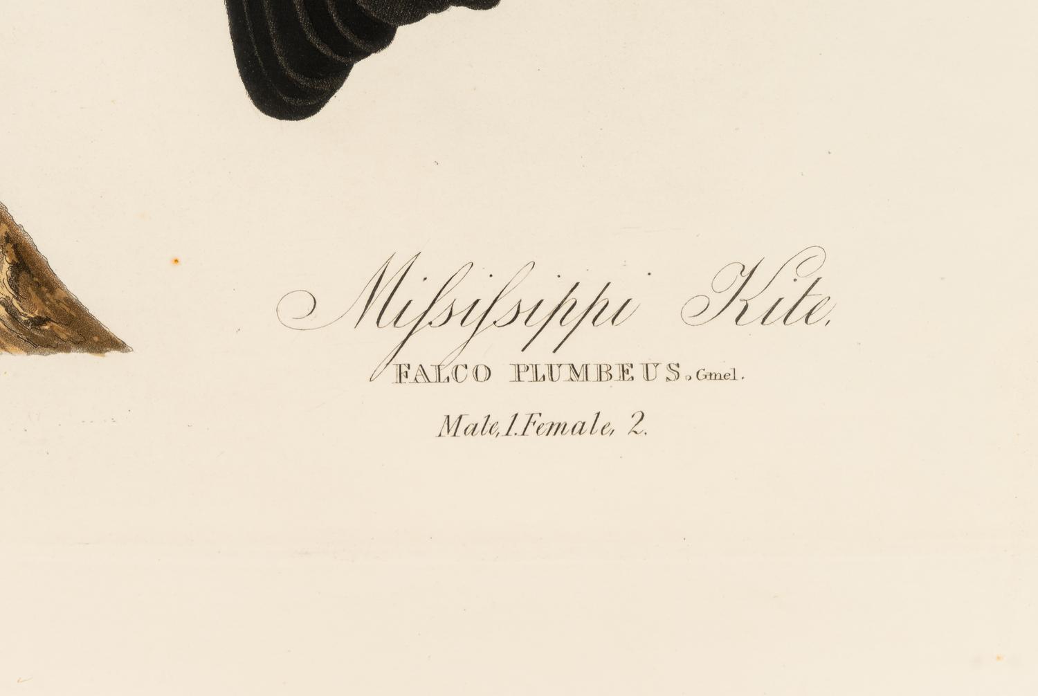 AUDUBON, John James (1785-1851) Mississippi Kite (Plate CXVII) Falco plumbeus