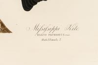 AUDUBON, John James (1785-1851) Mississippi Kite (Plate CXVII) Falco plumbeus