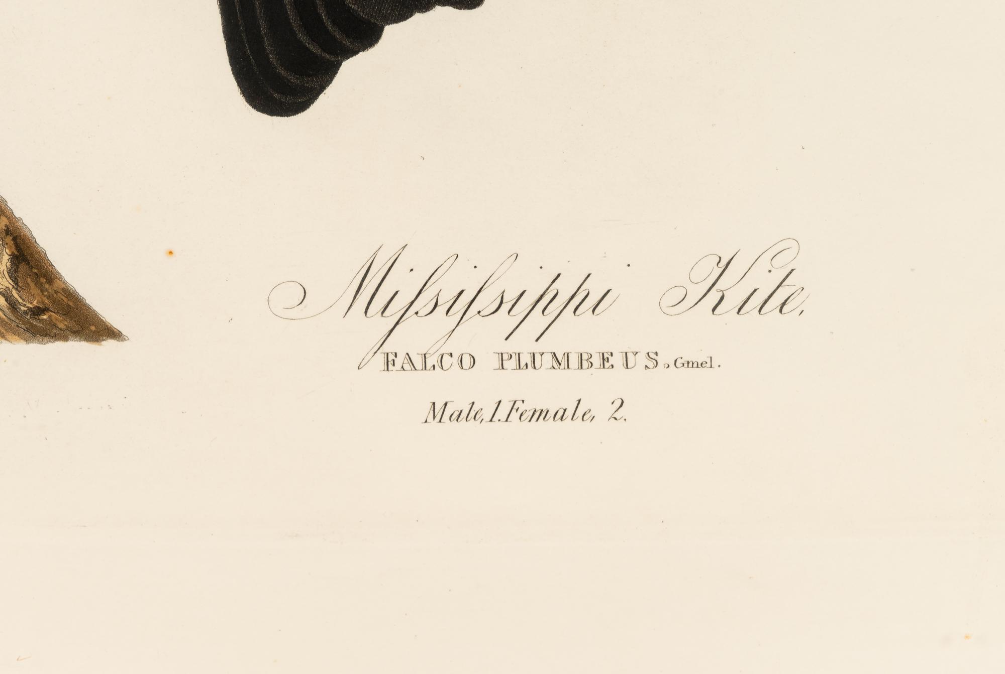 AUDUBON, John James (1785-1851) Mississippi Kite (Plate CXVII) Falco plumbeus