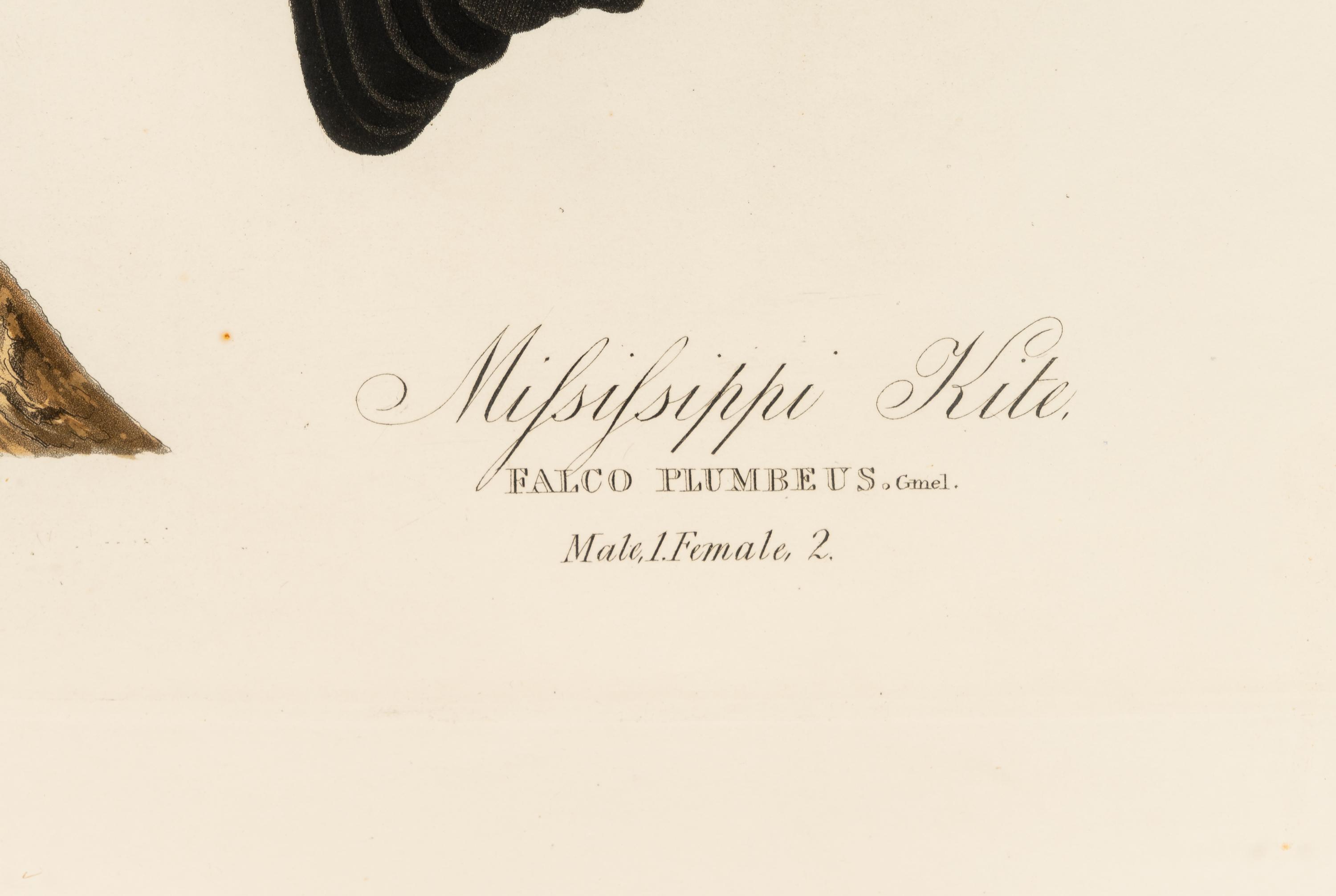 AUDUBON, John James (1785-1851) Mississippi Kite (Plate CXVII) Falco plumbeus