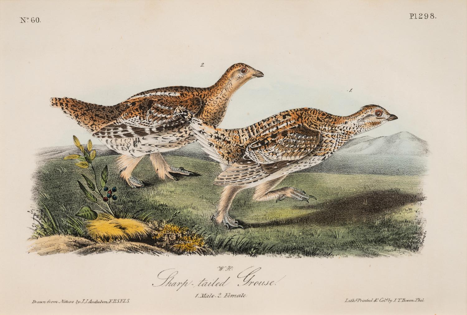 Grouped, see item 1 | A Group of Four Prints of Ground Fowl and Woodpeckers, after John James Audubon (1785-1851)