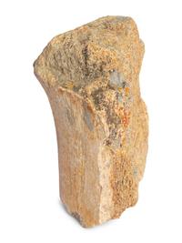 (History) A group of materials relating to dinosaurs, comprising: