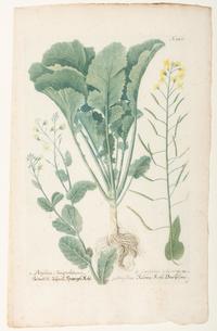 Nine Vegetable Aquatints