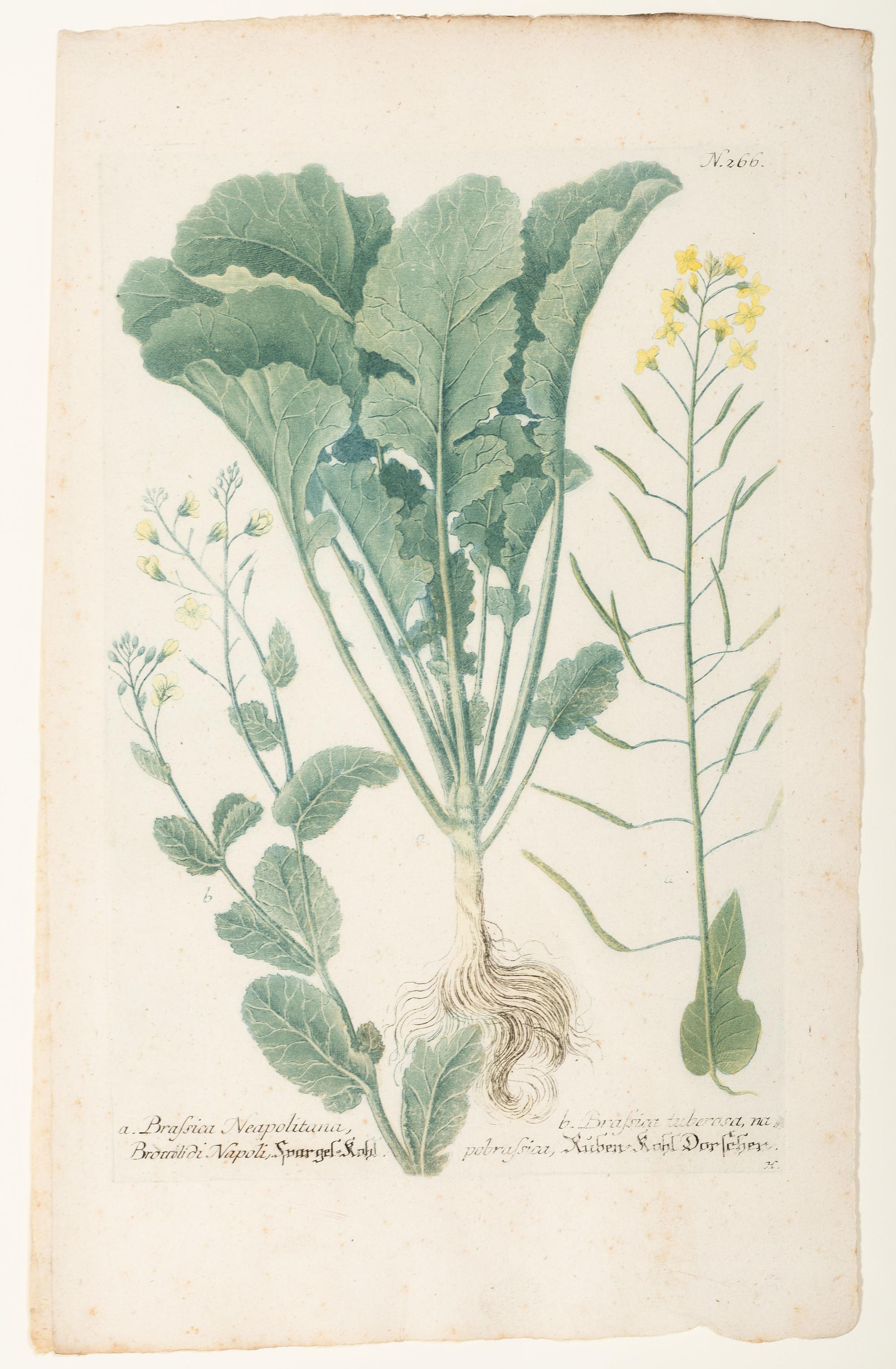 Nine Vegetable Aquatints
