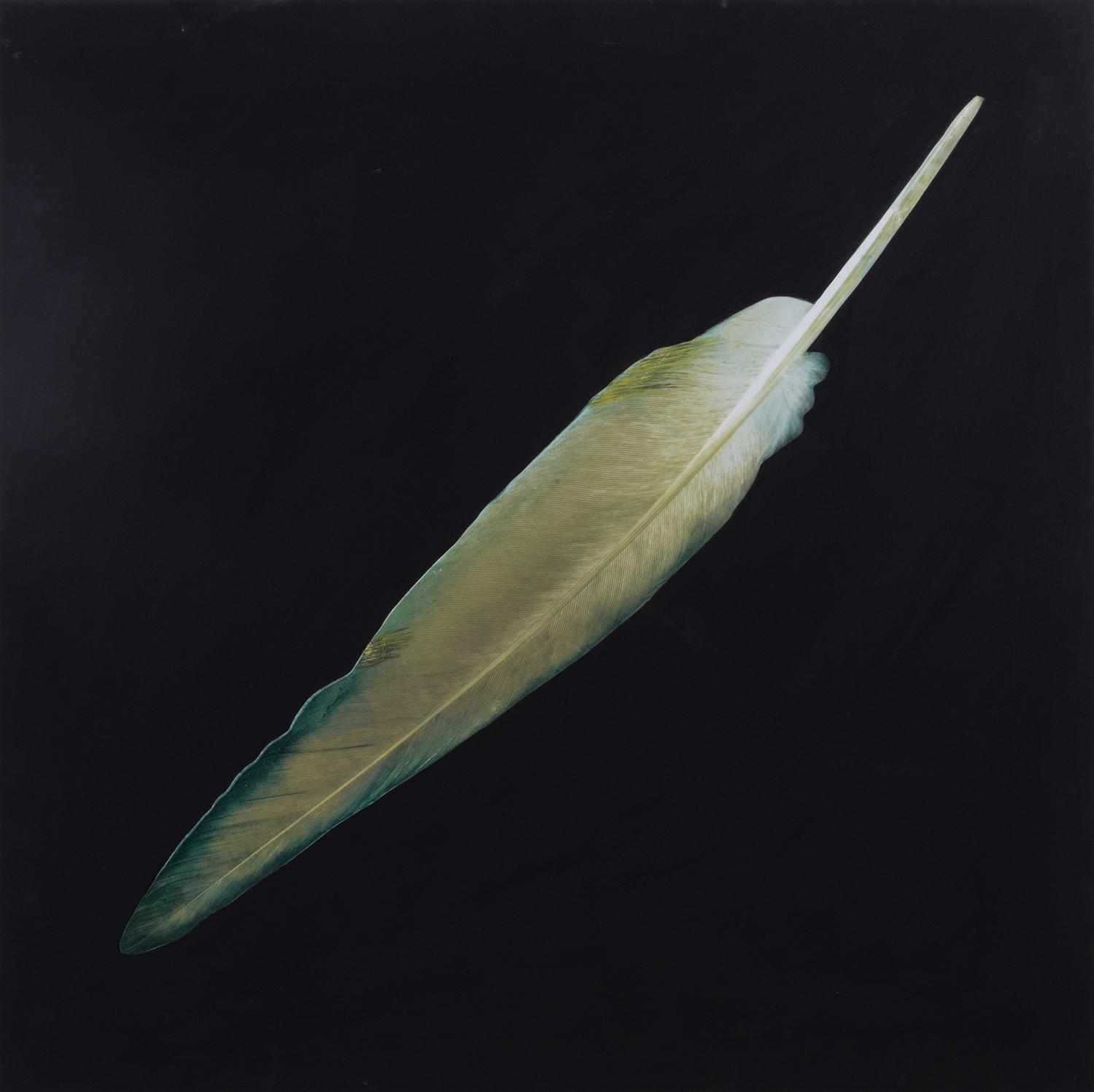 Feather