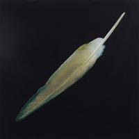 Feather