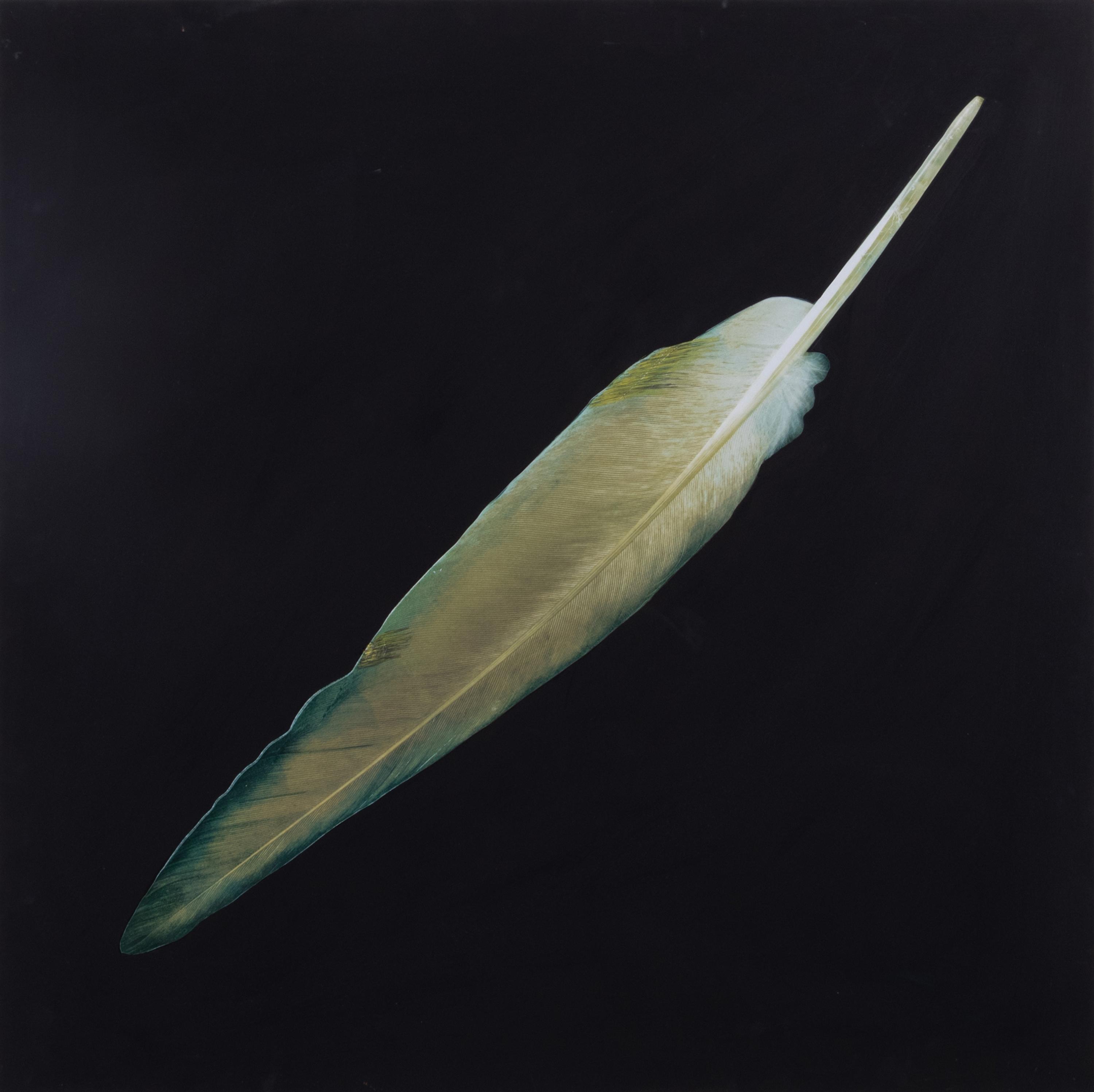 Feather