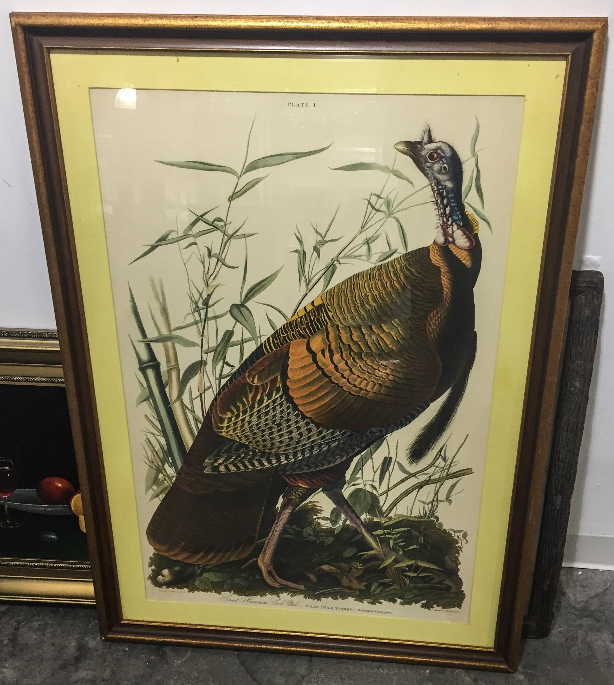 Reproduction print of Audubon's Great American Cock, plate 1.