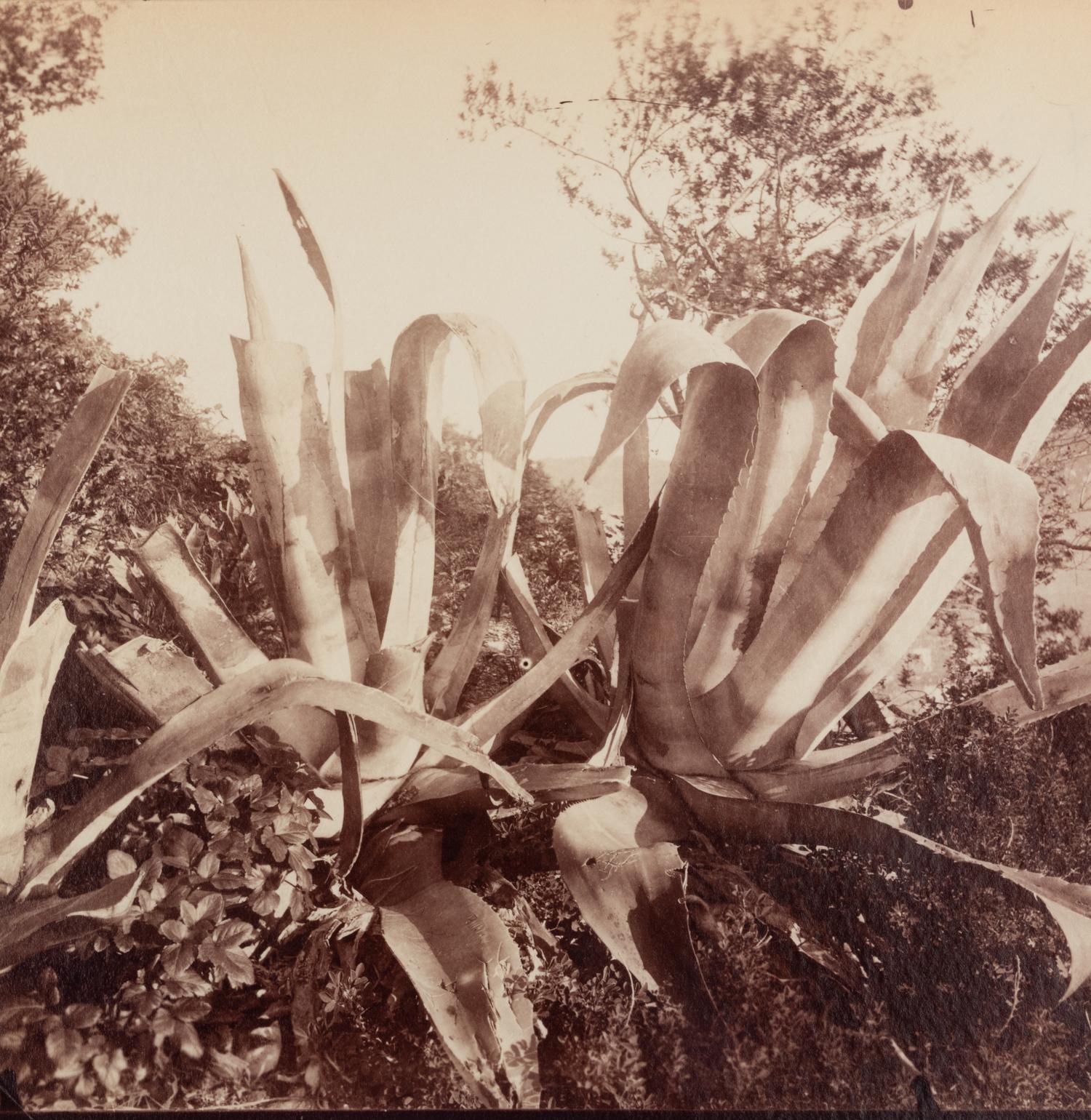 A group of four photographs ( Cactus [Nice], before 1900 ; Pommiers [et blés] , 1910 or earlier; Sapin ([Petit] Trianon , 1910 or earlier; Palmier , before 1900)