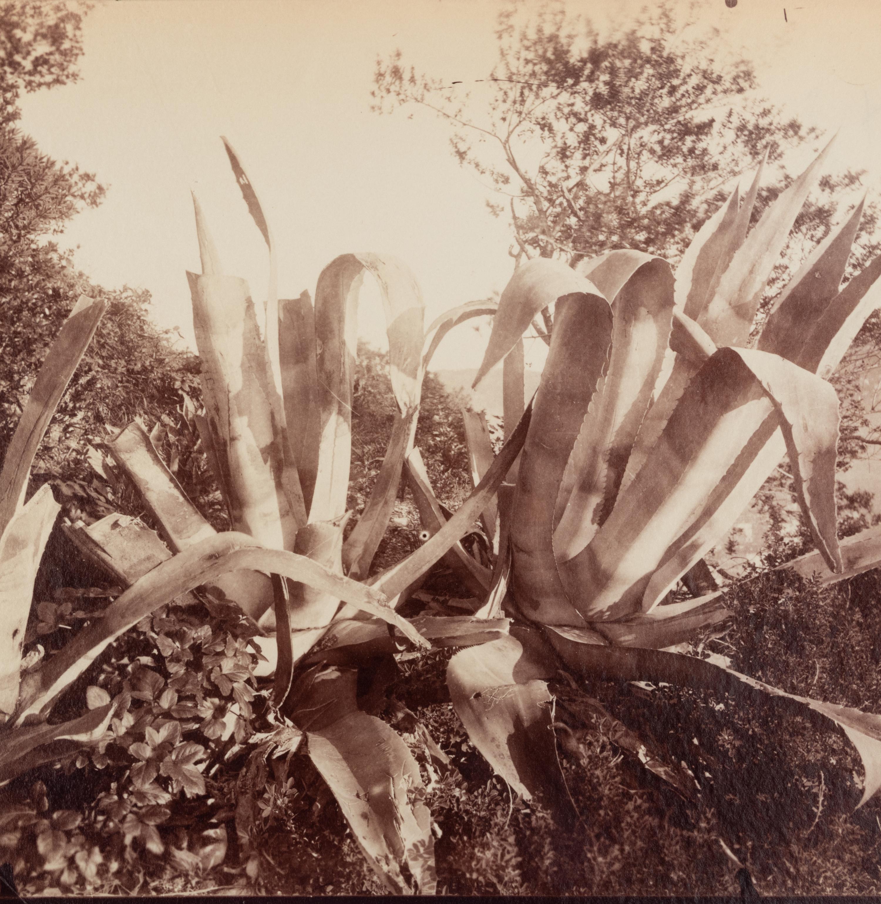 A group of four photographs ( Cactus [Nice], before 1900 ; Pommiers [et blés] , 1910 or earlier; Sapin ([Petit] Trianon , 1910 or earlier; Palmier , before 1900)