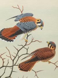Group of Nine Works, American Bird Series, 1988