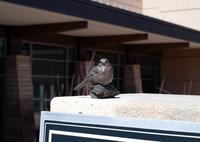 Mountain Chickadee , edition 4/25