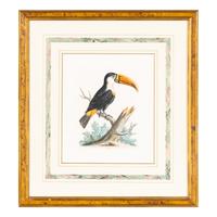 A Group of Nine Hand-Colored Engravings of Birds