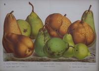 A Collection of Eight Chromolithographs of Pears 9 1/2 x 13 inches.