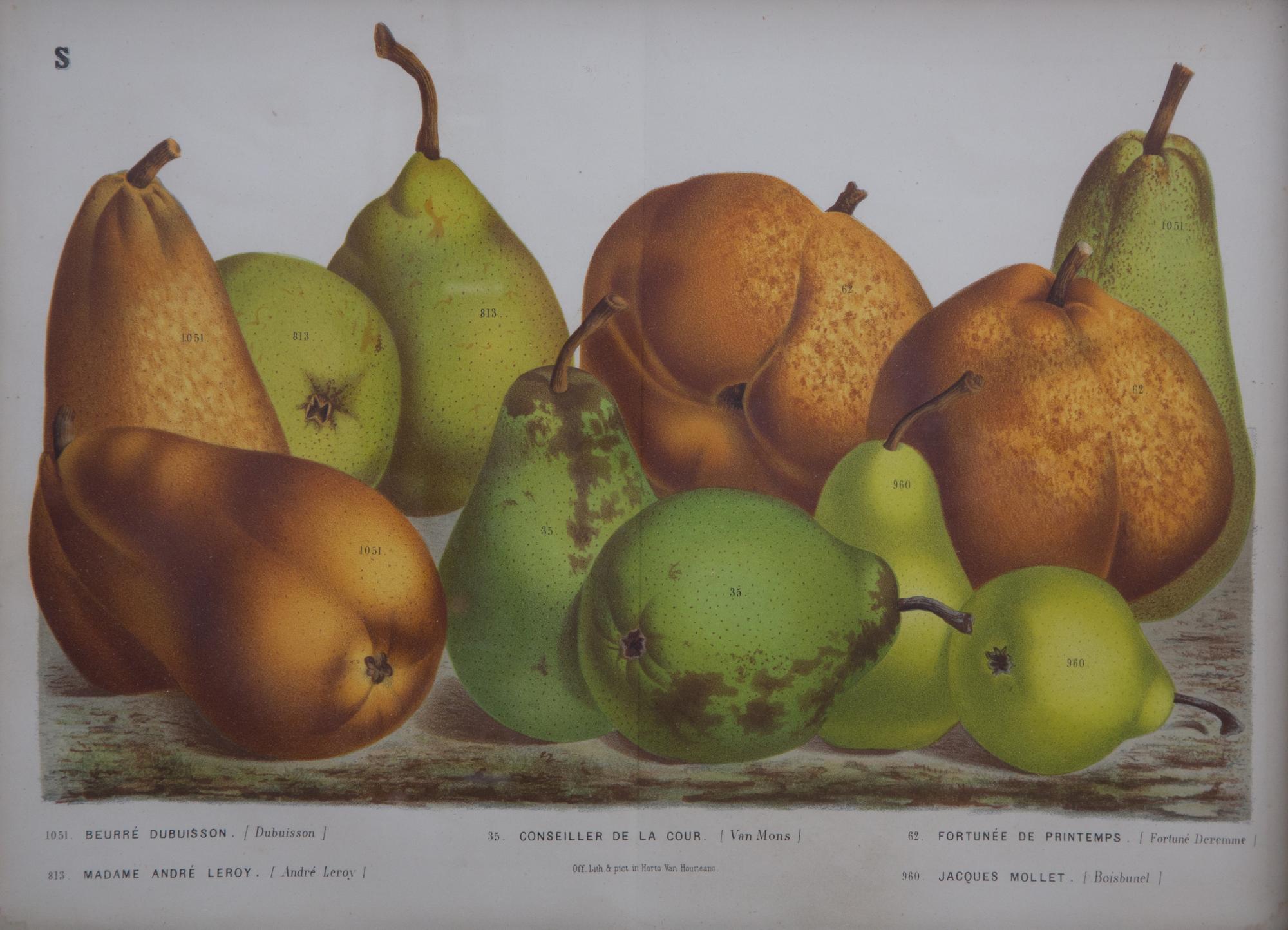 A Collection of Eight Chromolithographs of Pears 9 1/2 x 13 inches.