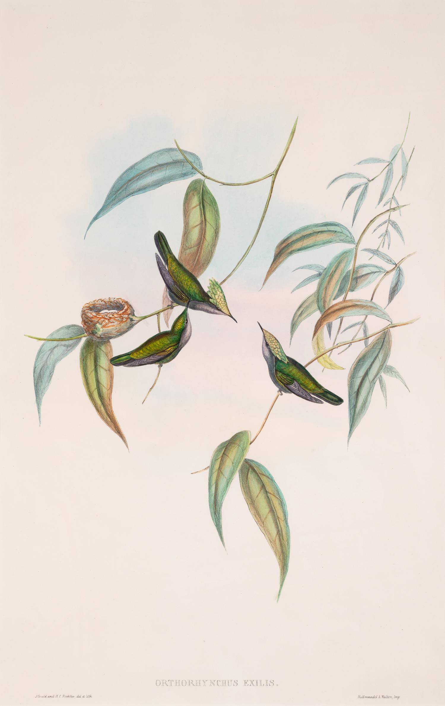 Orthorhynchus Exilis , plate 207