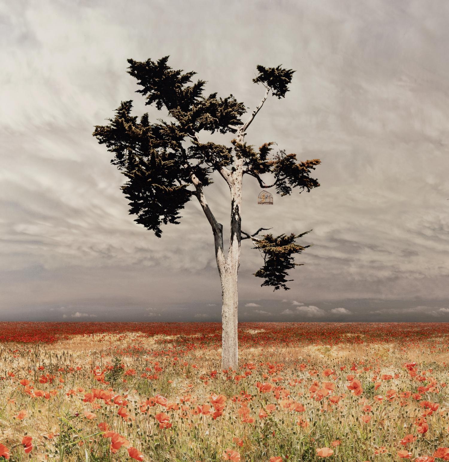 Jean-François Rauzier (born 1952) Coquelicots (Poppies), 2003