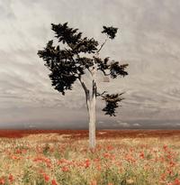 Jean-François Rauzier (born 1952) Coquelicots (Poppies), 2003