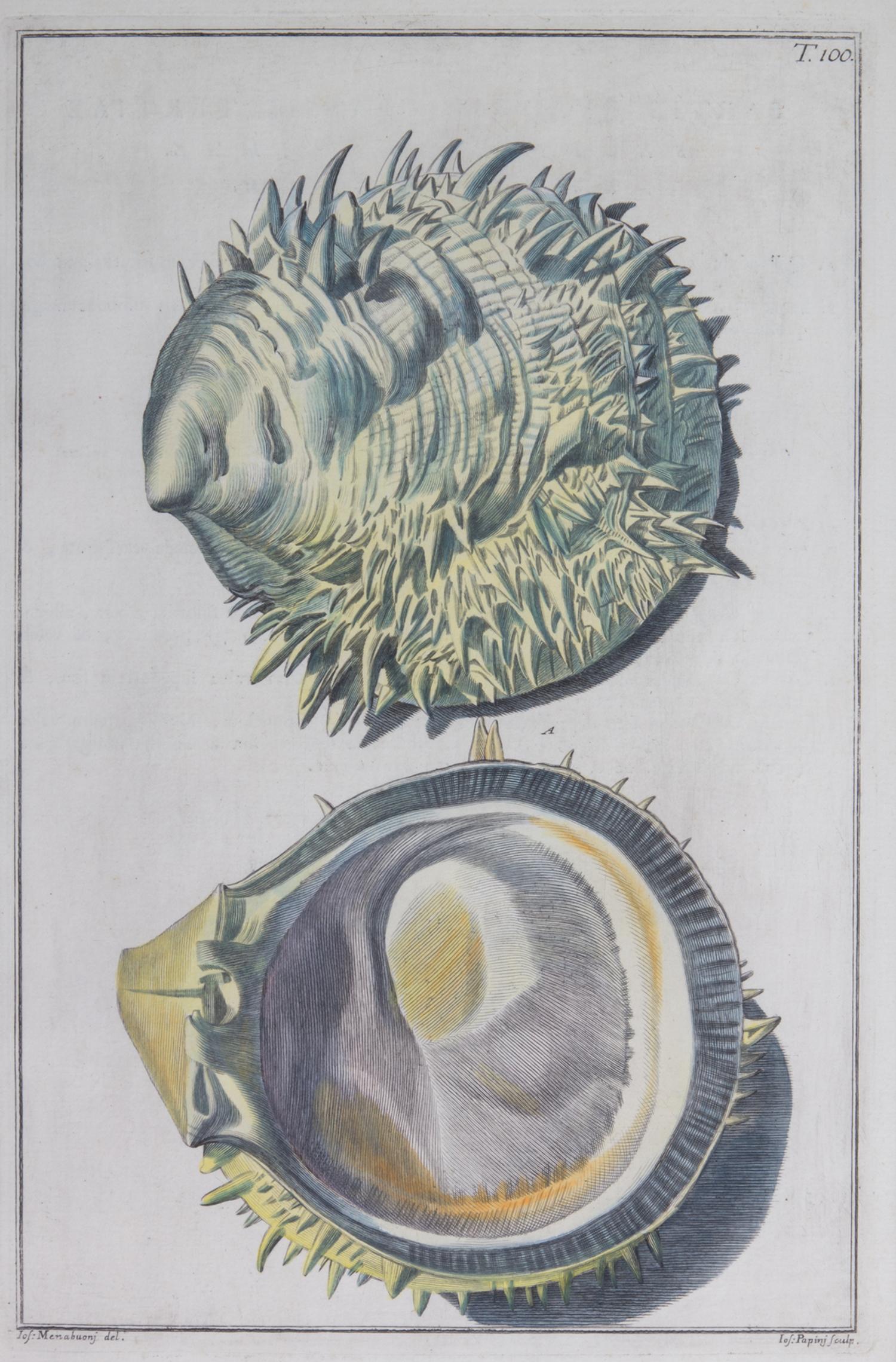 Nine Trowbridge Color Prints Depicting Sea Shells in Giltwood Frames — 20th Century