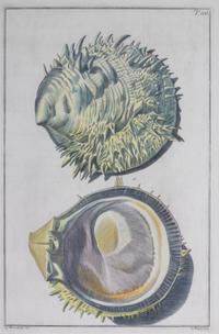 Nine Trowbridge Color Prints Depicting Sea Shells in Giltwood Frames — 20th Century